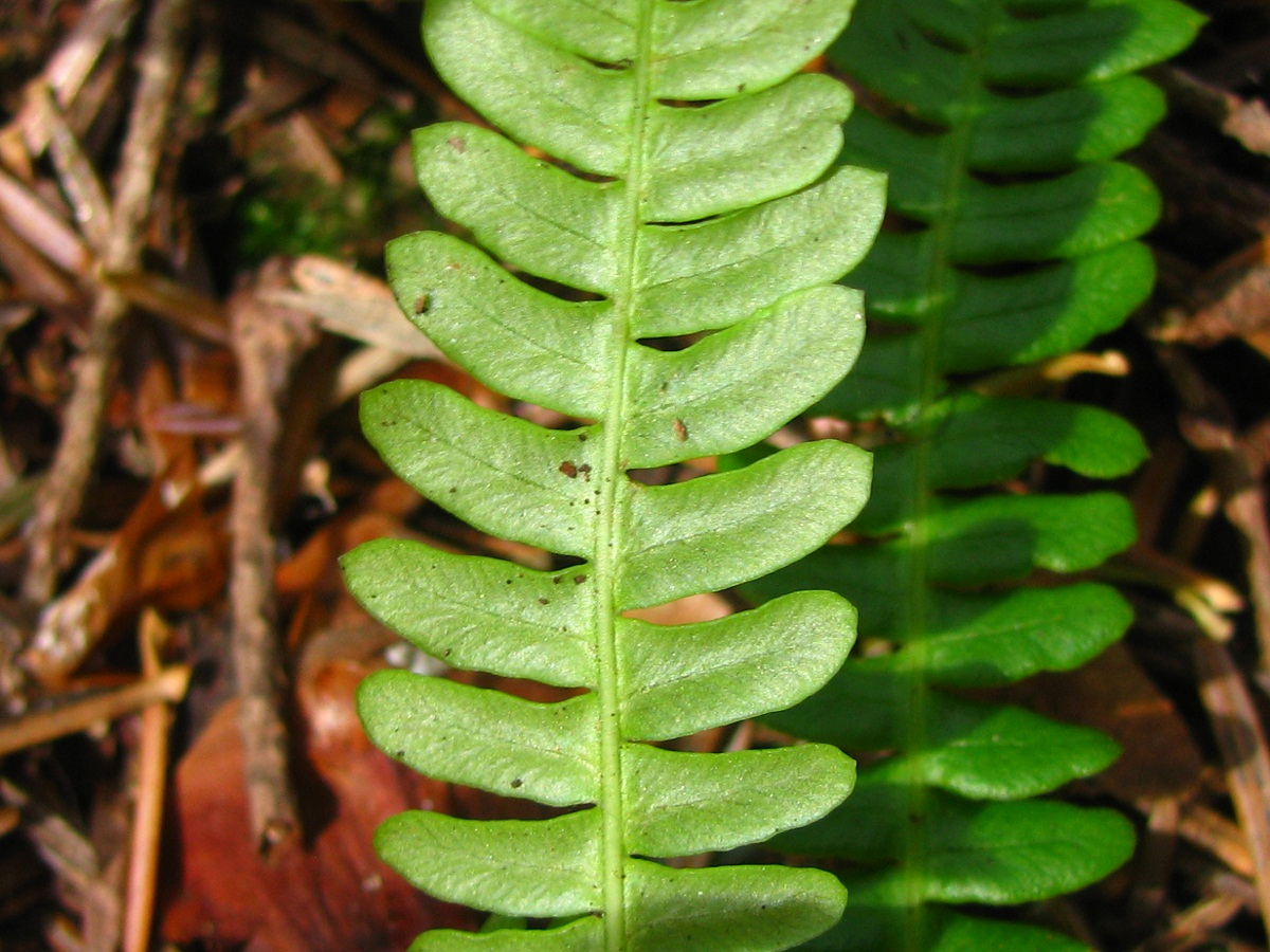 Image of Blechnum spicant specimen.