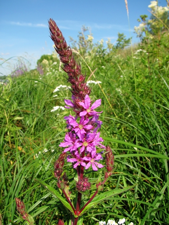 Image of Lythrum salicaria specimen.