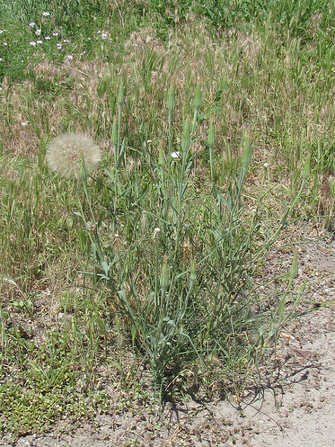 Image of Tragopogon dubius ssp. major specimen.