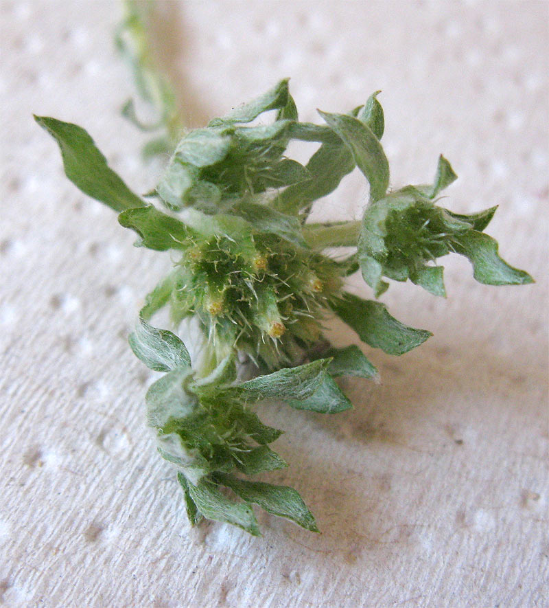 Image of genus Evax specimen.