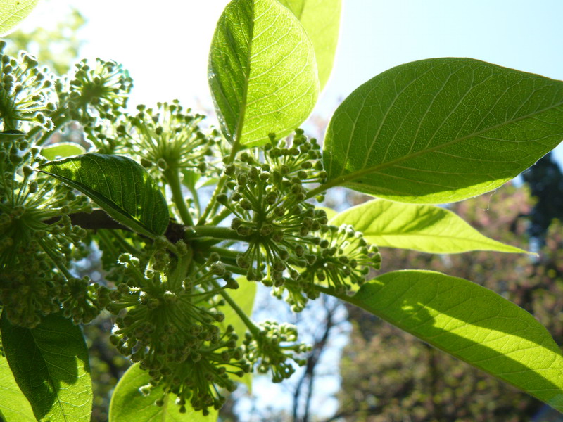 Изображение особи Maclura pomifera.