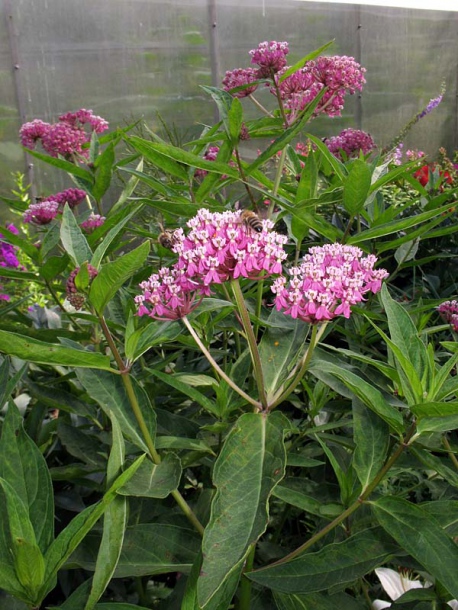 Изображение особи Asclepias incarnata.