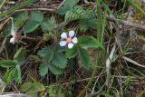 Potentilla micrantha