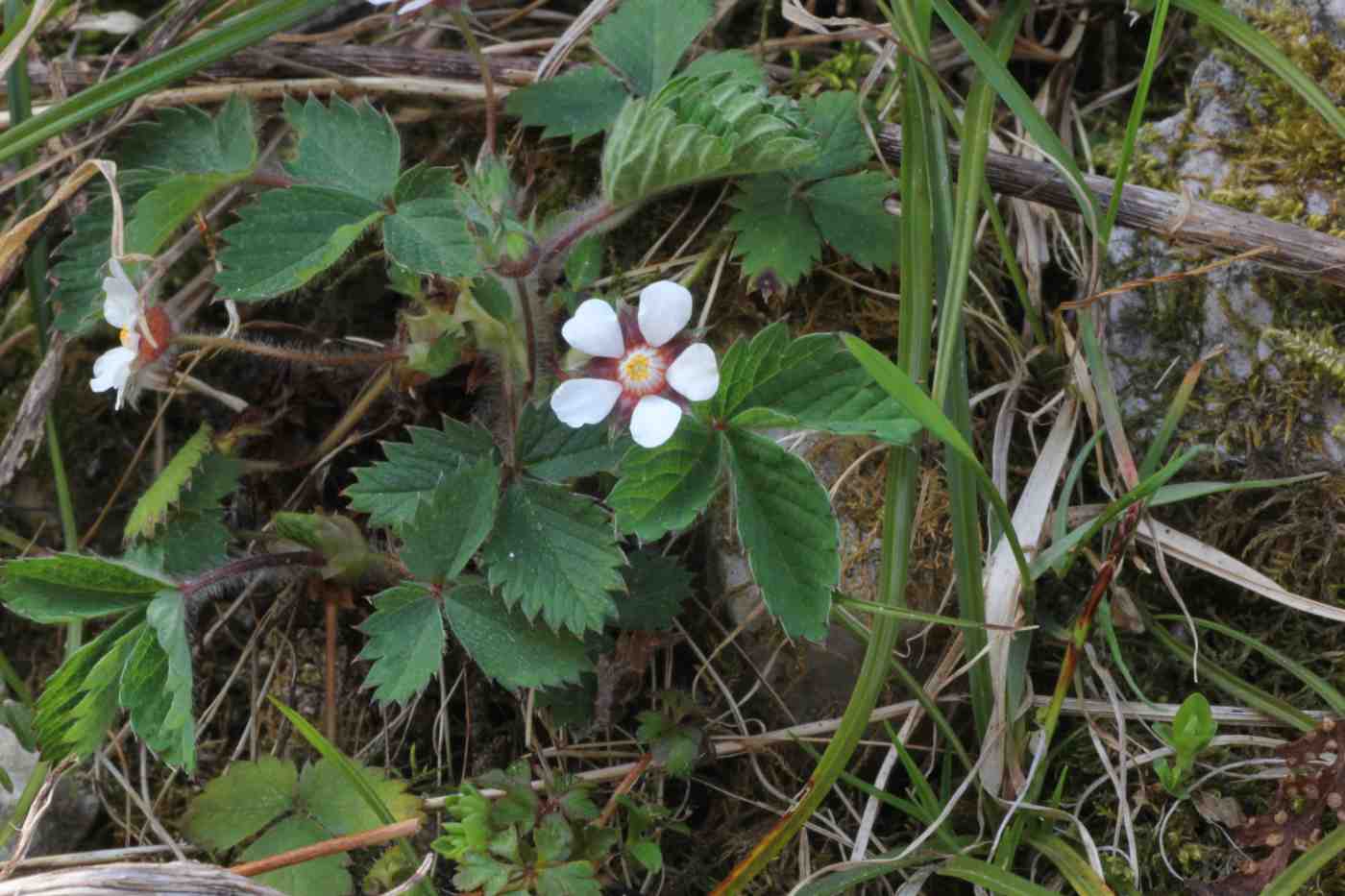 Изображение особи Potentilla micrantha.