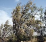 Moringa peregrina