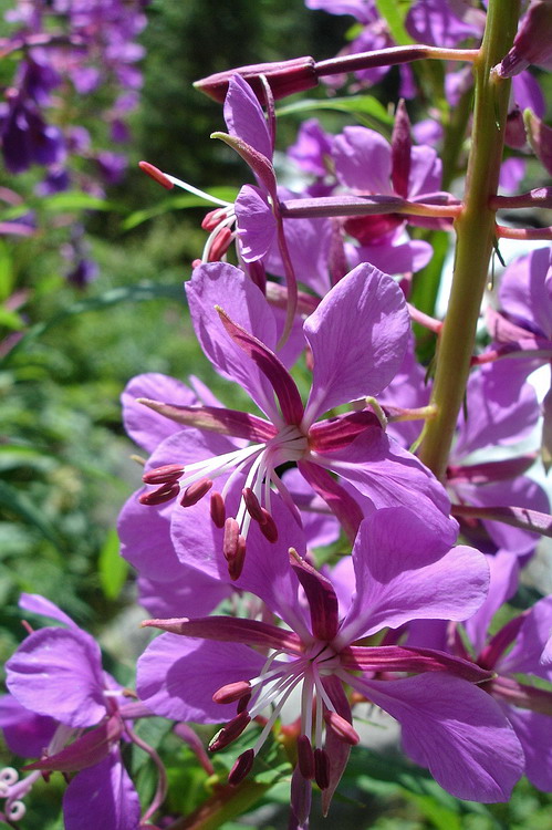 Изображение особи Chamaenerion angustifolium.