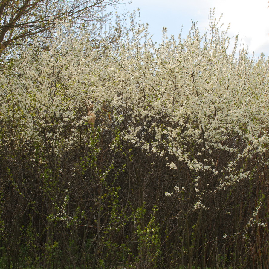 Image of Prunus stepposa specimen.