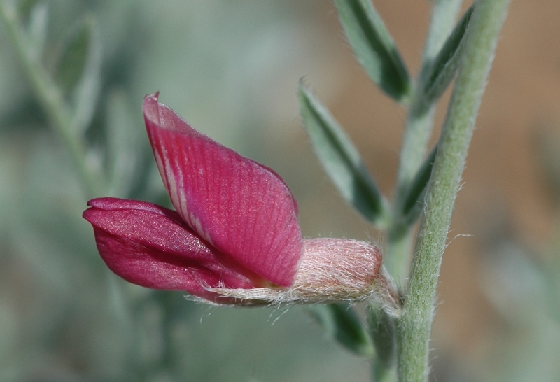 Изображение особи Oxytropis gebleriana.