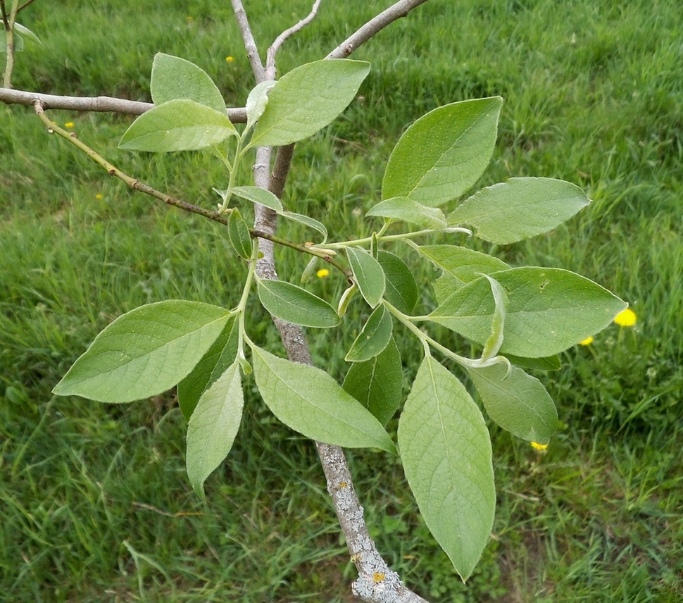 Image of Salix caprea specimen.