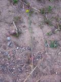 Erysimum hieraciifolium