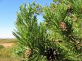 Pinus sylvestris