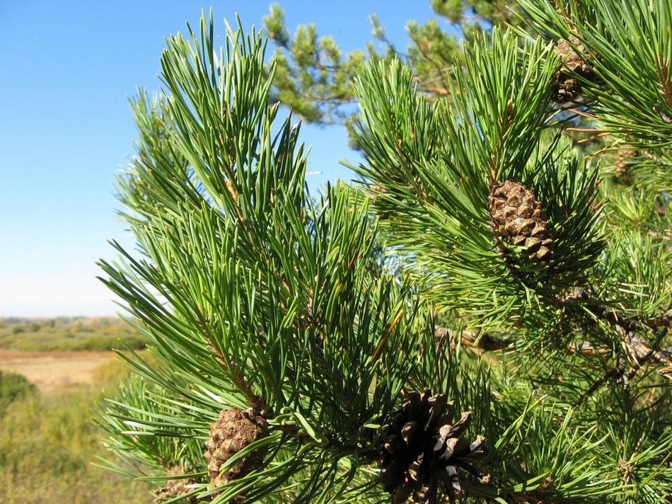 Изображение особи Pinus sylvestris.