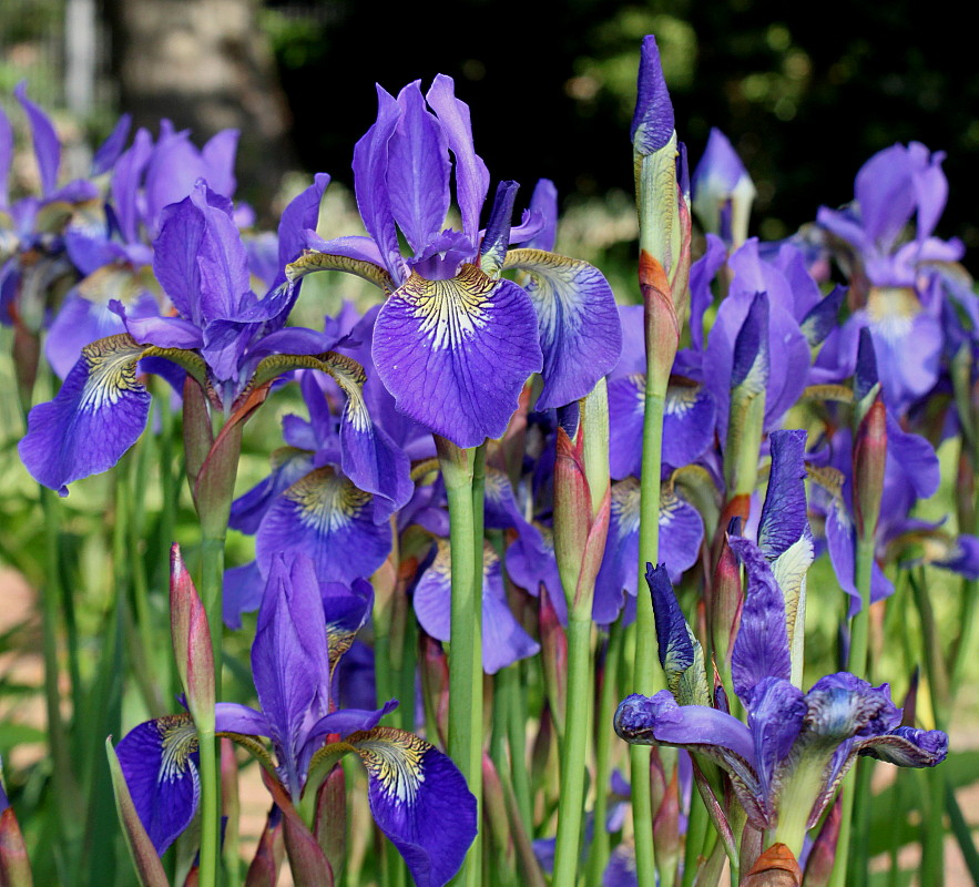 Изображение особи Iris sanguinea.