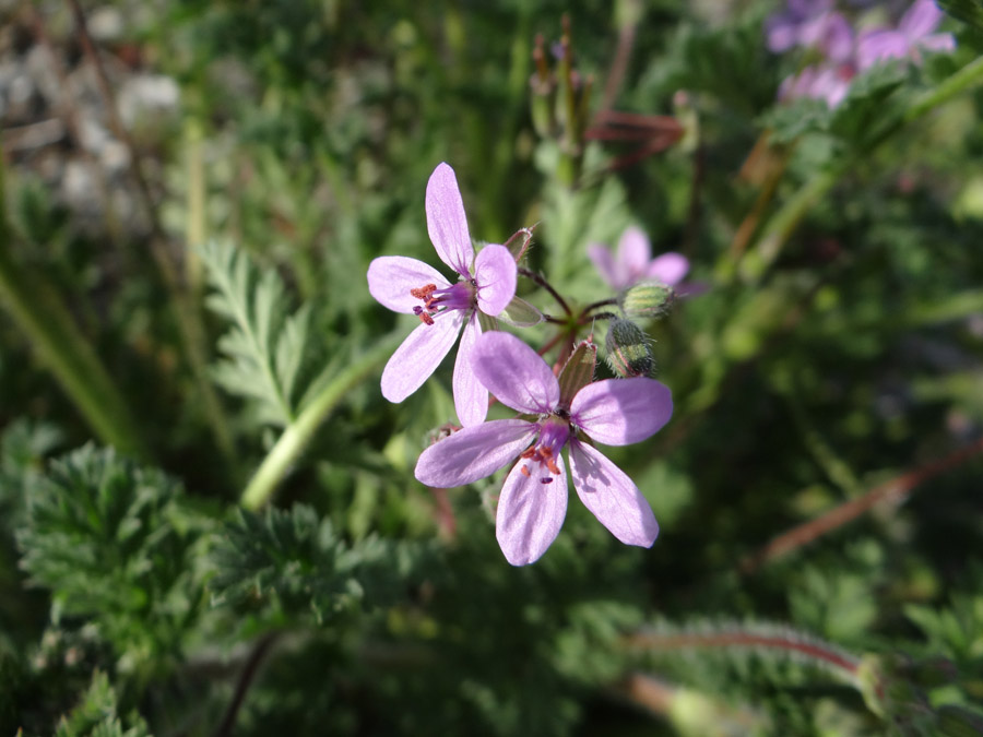 Изображение особи Erodium cicutarium.