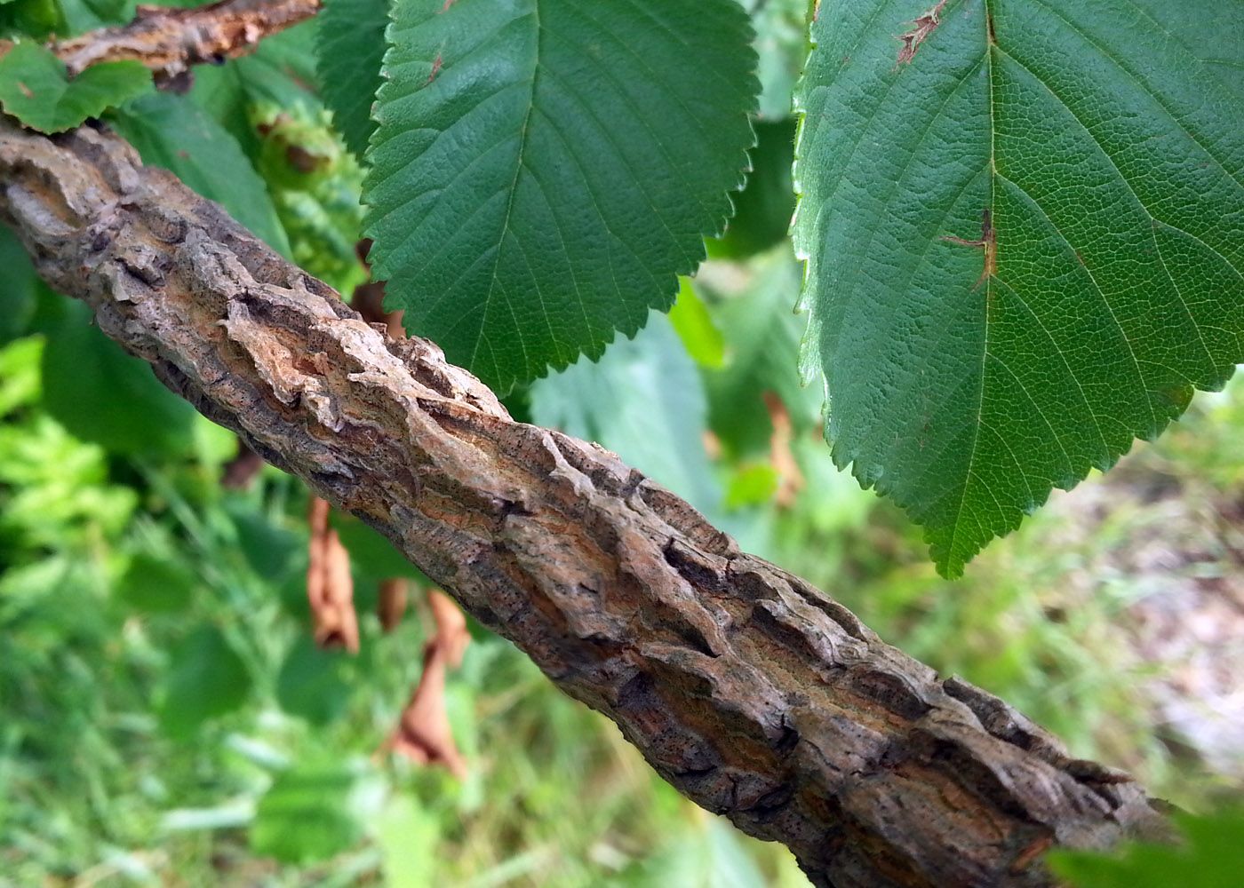 Изображение особи Ulmus glabra.