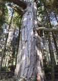 Pinus pallasiana