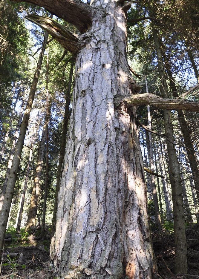 Изображение особи Pinus pallasiana.