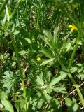 Ranunculus sardous