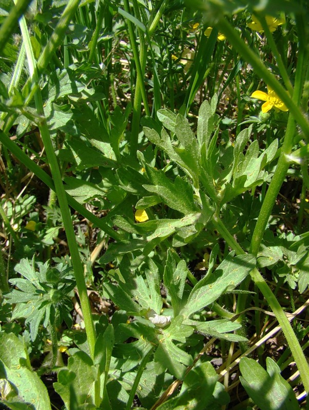 Image of Ranunculus sardous specimen.