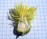 Centaurea salonitana