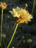 Cephalaria coriacea