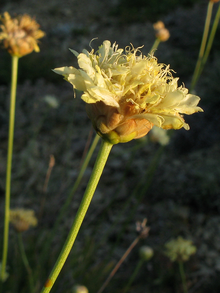 Изображение особи Cephalaria coriacea.