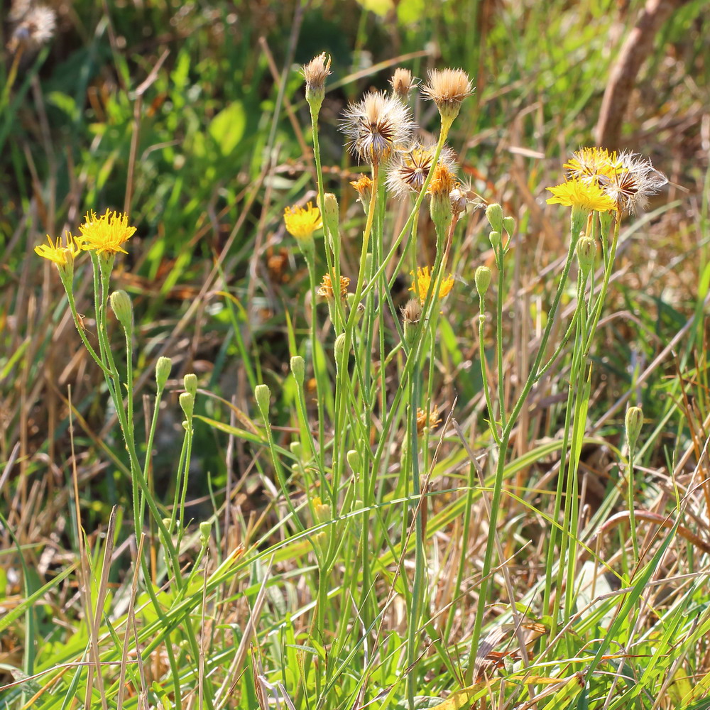 Изображение особи Scorzoneroides autumnalis.