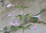 Clinopodium menthifolium