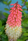 Kniphofia uvaria. Соцветие. Крым, г. Керчь, клумба. Июнь 2010 г.