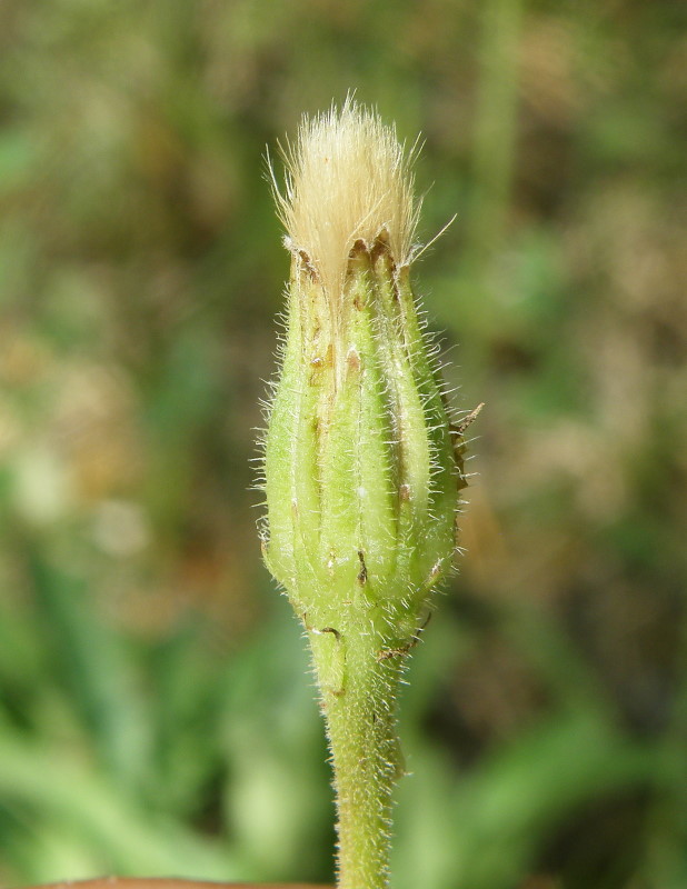 Изображение особи Leontodon hispidus.