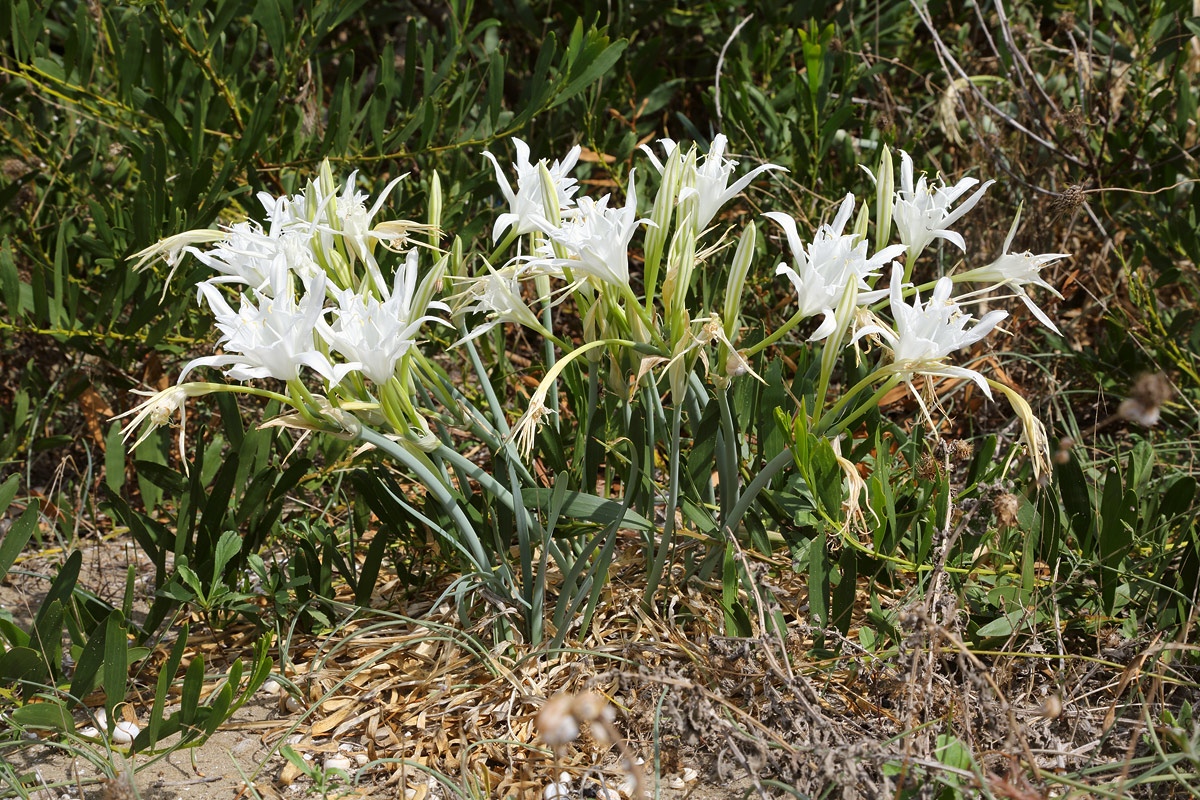 Изображение особи Pancratium maritimum.