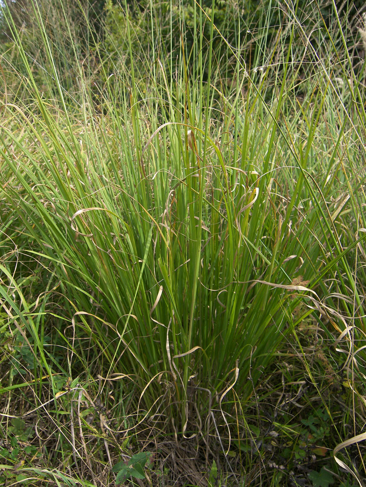 Image of Molinia caerulea specimen.