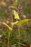 Maianthemum bifolium. Плодоносящие растения. Финляндия, Северная Остроботния, окр. пос. Virpiniemi, травяно-кустарничковый сосняк близ берега моря. 09.09.2013.