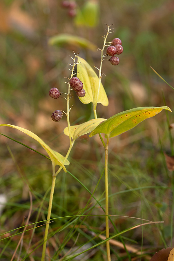 Изображение особи Maianthemum bifolium.