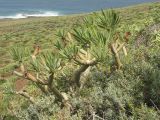 Kleinia neriifolia. Вегетирующее растение. Испания, Канарские острова, Тенерифе, мыс Тено, в зарослях суккулентных кустарников. 5 марта 2008 г.