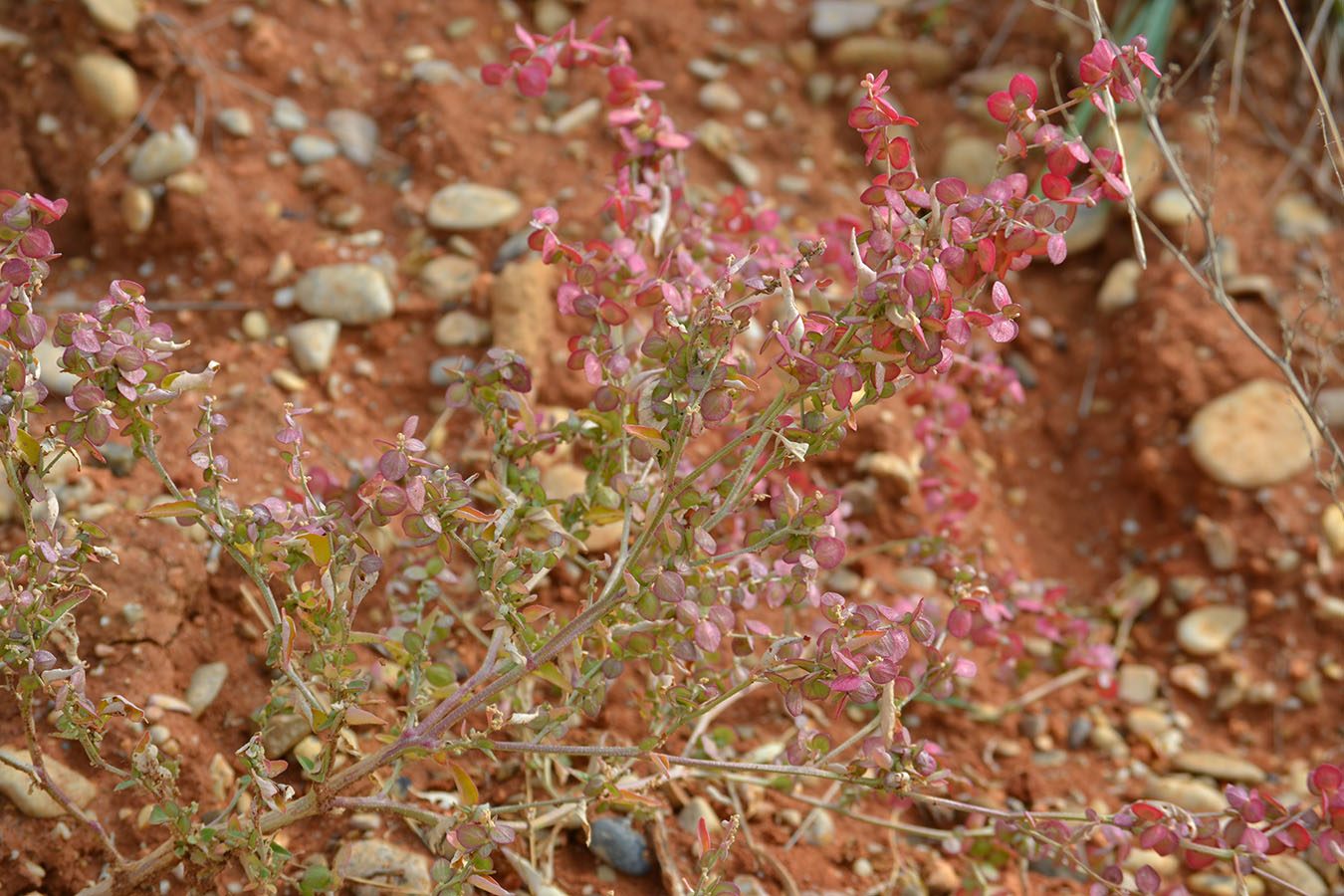 Изображение особи Atriplex aucheri.