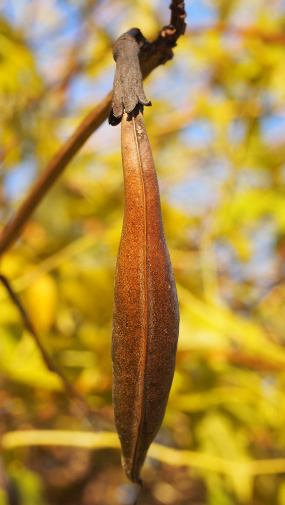 Image of Campsis radicans specimen.