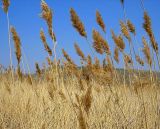 Phragmites australis. Сухие растения. Республика Татарстан, г. Бавлы. 06.05.2006.