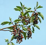 Arbutus andrachne. Плодоносящая ветвь. Крым, пос. Ливадия, парк Ливадийского дворца. Сентябрь 2013 г.