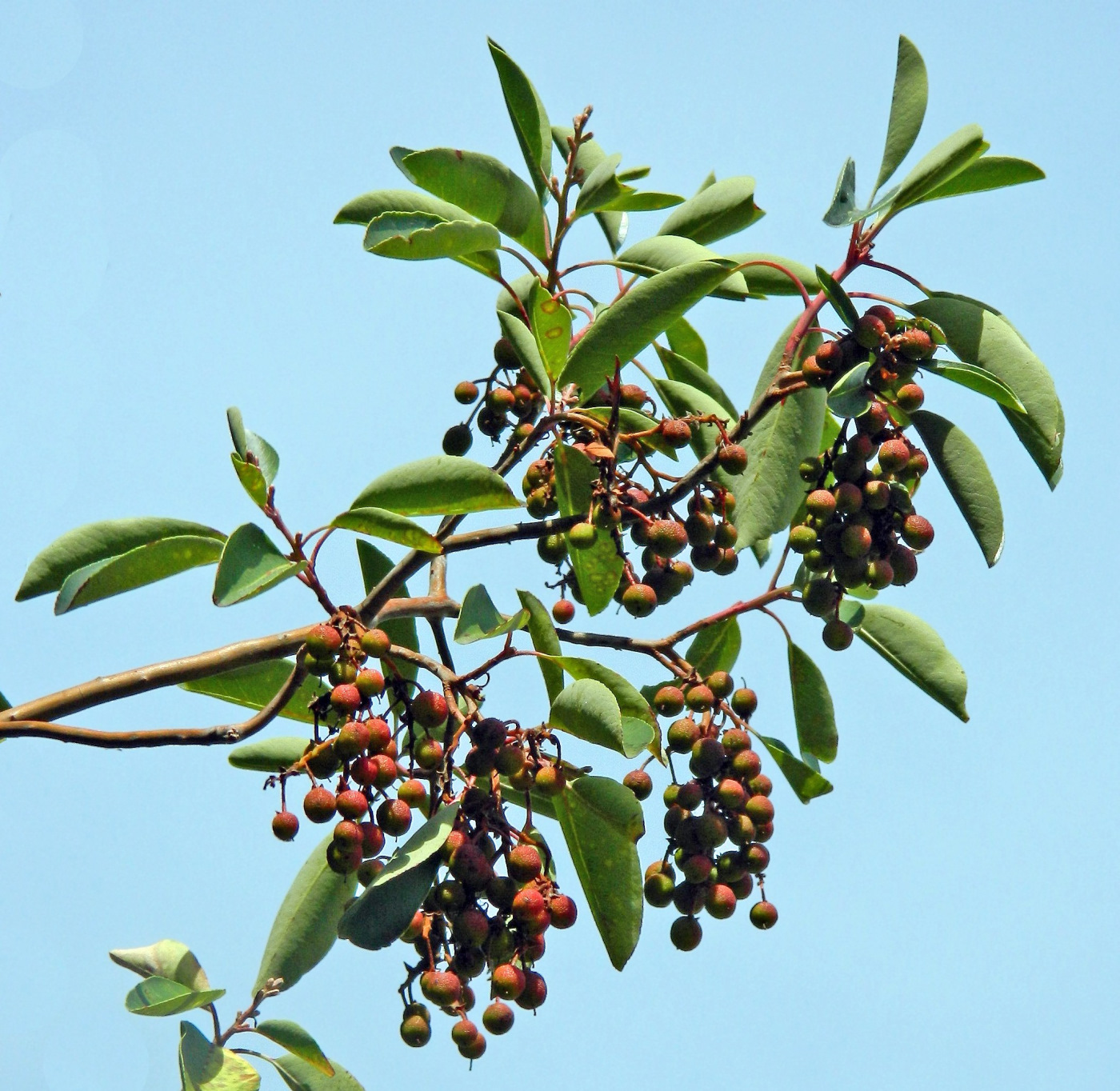 Image of Arbutus andrachne specimen.