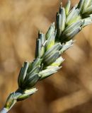 Triticum aestivum