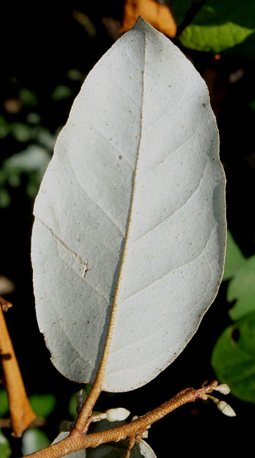 Image of Elaeagnus pungens specimen.