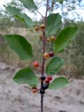 Frangula alnus