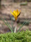 Crocus angustifolius. Цветущее растение. Южный берег Крыма, окр. Алушты, г. Ай-Йори. 10.03.2014.