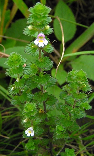 Image of Euphrasia maximowiczii specimen.