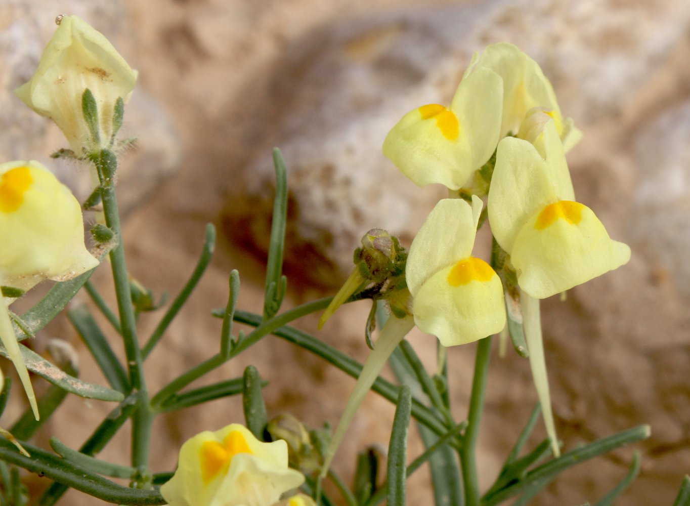 Изображение особи Linaria haelava.