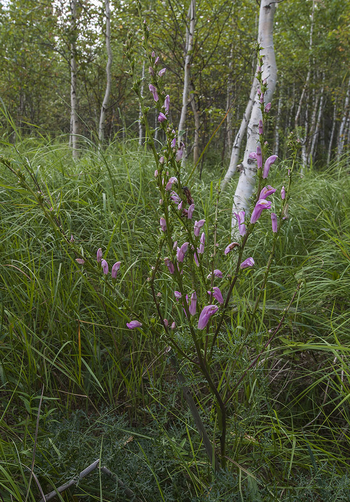 Изображение особи Pedicularis grandiflora.