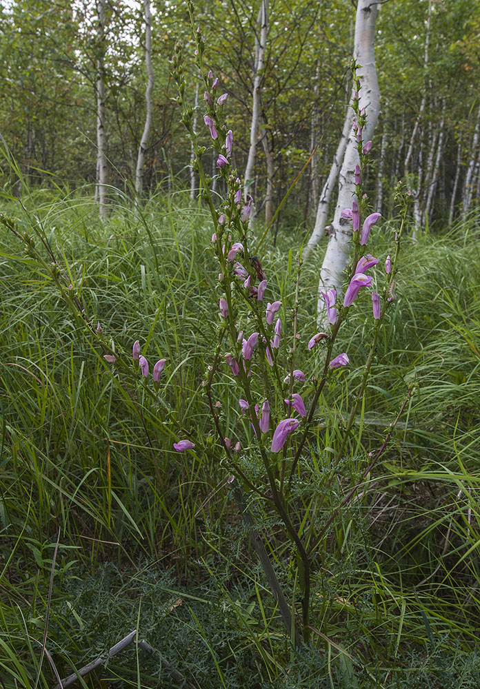 Изображение особи Pedicularis grandiflora.