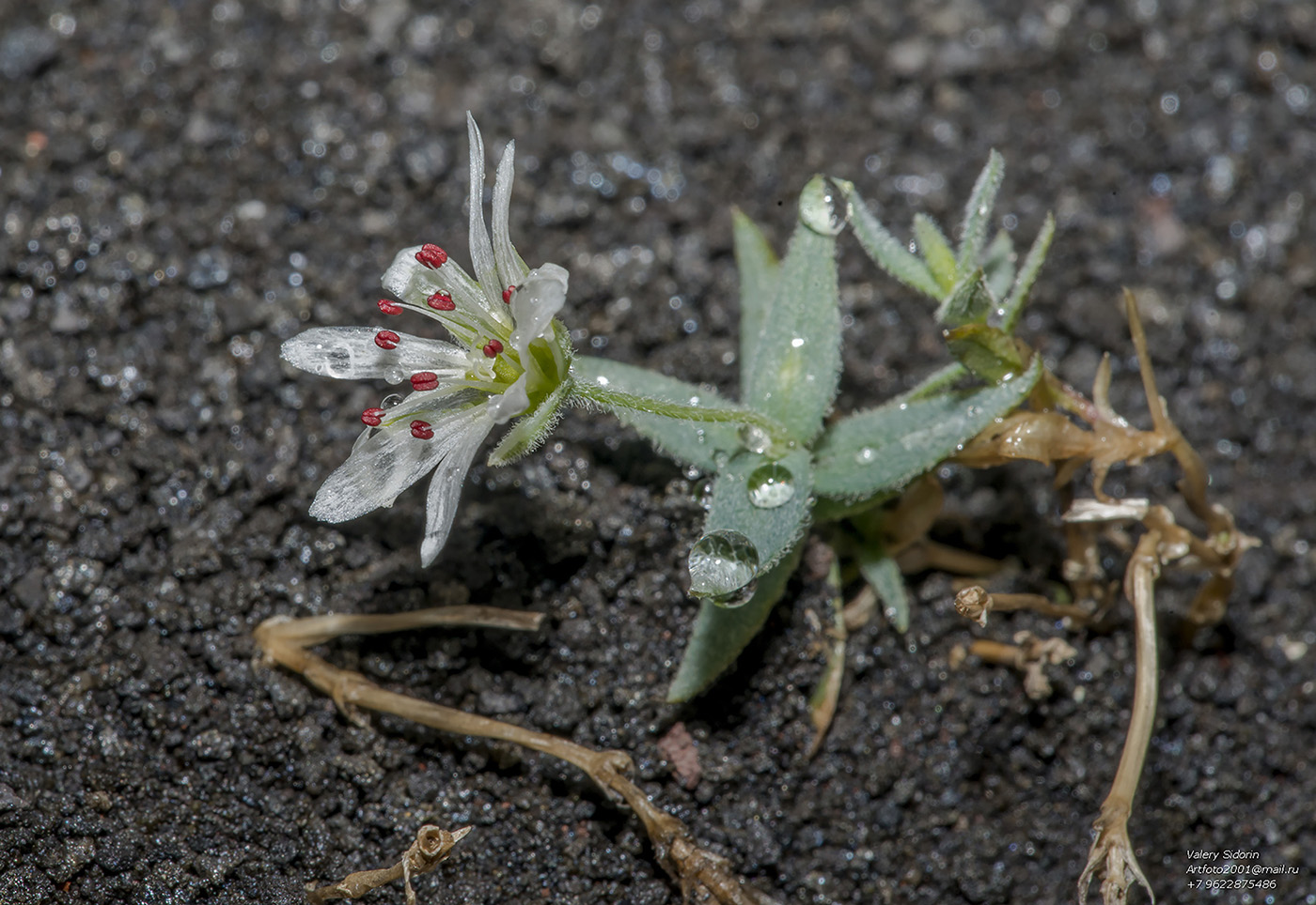 Изображение особи Stellaria eschscholtziana.