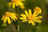 Senecio vernalis